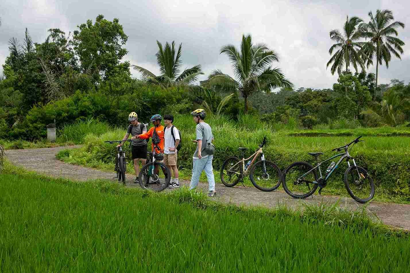Rice Fields & Local Farming